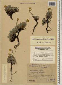 Helichrysum psychrophilum Boiss., Кавказ, Армения (K5) (Армения)