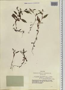 Горец развесистый, Горец щавелелистный развесистый, Сибирь, Центральная Сибирь (S3) (Россия)