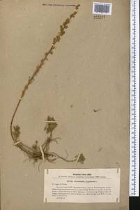 Полынь каменная L., Средняя Азия и Казахстан, Северный и Центральный Казахстан (M10) (Казахстан)