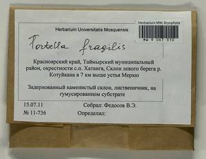 Tortella fragilis (Drumm.) Limpr., Гербарий мохообразных, Мхи - Красноярский край, Тыва и Хакасия (B17) (Россия)