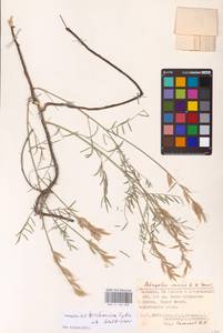 Astragalus astrachanicus Sytin & Laktionov, Восточная Европа, Нижневолжский район (E9) (Россия)