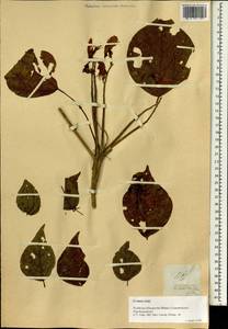 Erythrina variegata L., Зарубежная Азия (ASIA) (Филиппины)