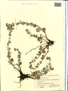 Лапчатка серебристая L., Восточная Европа, Южно-Украинский район (E12) (Украина)