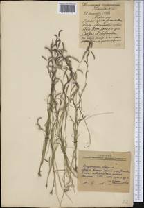 Poaceae, Америка (AMER) (Мексика)