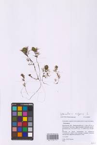 Пузырчатка обыкновенная L., Восточная Европа, Московская область и Москва (E4a) (Россия)