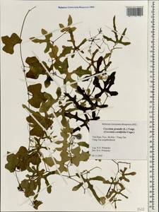 Coccinia grandis (L.) Voigt, Зарубежная Азия (ASIA) (Вьетнам)