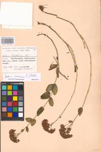Hylotelephium maximum subsp. maximum, Восточная Европа, Московская область и Москва (E4a) (Россия)