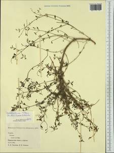 Chenopodium nutans, Западная Европа (EUR) (Испания)