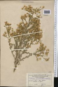 Pulicaria gnaphalodes (Vent.) Boiss., Средняя Азия и Казахстан, Копетдаг, Бадхыз, Малый и Большой Балхан (M1) (Туркмения)