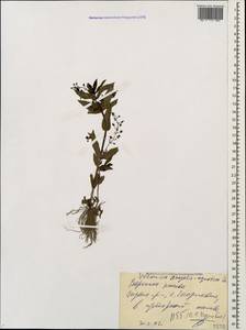 Вероника ключевая, Вероника водная L., Кавказ, Черноморское побережье (от Новороссийска до Адлера) (K3) (Россия)