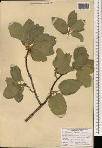 Quercus brantii Lindl., Зарубежная Азия (ASIA) (Иран)