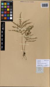 Lindsaea tenuifolia Bl., Зарубежная Азия (ASIA) (Филиппины)