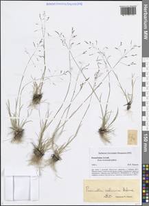 Бескильница тонкоцветковая (Griseb.) Scribn. & Merr., Сибирь, Алтай и Саяны (S2) (Россия)