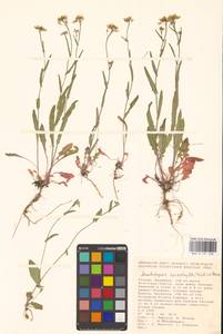 Резуховидка стрелолистная (M.Bieb.) Al-Shehbaz, O'Kane & R.A.Price, Восточная Европа, Нижневолжский район (E9) (Россия)
