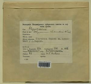 Pleurozium schreberi (Willd. ex Brid.) Mitt., Гербарий мохообразных, Мхи - Центральное Нечерноземье (B6) (Россия)