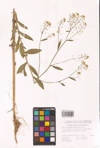 Жерушник австрийский (Crantz) Besser, Восточная Европа, Нижневолжский район (E9) (Россия)