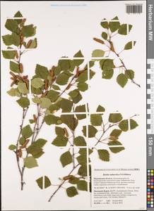 Betula pubescens subsp. pubescens, Восточная Европа, Северный район (E1) (Россия)