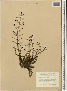 Verbascum nudicaule (Wydler) Takht., Кавказ, Азербайджан (K6) (Азербайджан)