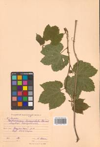 Ampelopsis glandulosa var. brevipedunculata (Maxim.) Momiy., Сибирь, Дальний Восток (S6) (Россия)