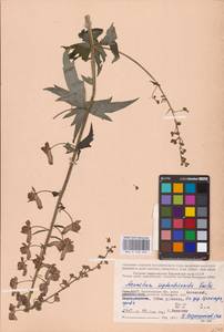 Борец северный Koelle, Восточная Европа, Северный район (E1) (Россия)