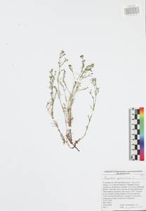 Cynanchica pyrenaica subsp. cynanchica (L.) P.Caputo & Del Guacchio, Восточная Европа, Центральный район (E4) (Россия)
