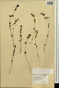 Очанка гребенчатая Ten., Сибирь, Алтай и Саяны (S2) (Россия)