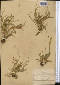 Козелец мелкоцветковый Jacq., Средняя Азия и Казахстан, Муюнкумы, Прибалхашье и Бетпак-Дала (M9) (Казахстан)