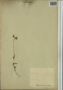 Helianthemum nummularium subsp. obscurum (Celak.) J. Holub, Западная Европа (EUR) (Неизвестно)