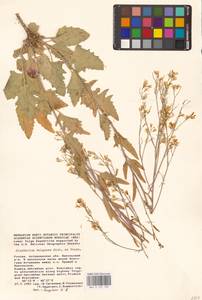 Гулявник волжский M.Bieb. ex E.Fourn., Восточная Европа (без точных пунктов) (E0)