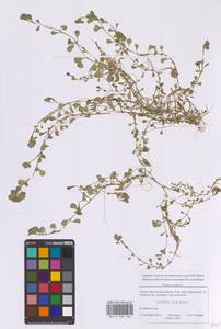 Дербенник портулаковый (L.) D.A.Webb, Восточная Европа, Московская область и Москва (E4a) (Россия)