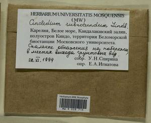 Cinclidium subrotundum Lindb., Гербарий мохообразных, Мхи - Карелия, Ленинградская и Мурманская области (B4) (Россия)