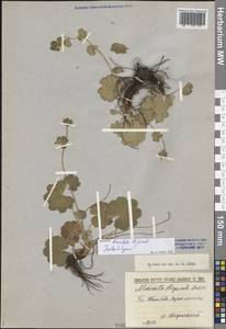 Манжетка коротколопастная H.Lindb., Восточная Европа, Центральный лесостепной район (E6) (Россия)