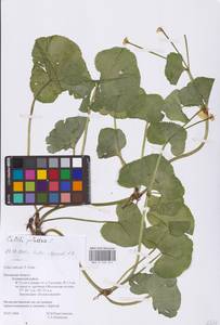 Калужница болотная L., Восточная Европа, Северо-Западный район (E2) (Россия)