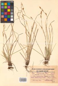 Осока реснитчатоплодная Franch., Сибирь, Дальний Восток (S6) (Россия)