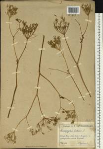 Бутень клубненосный L., Восточная Европа, Московская область и Москва (E4a) (Россия)