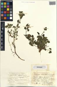 Lamium demirizii A.P.Khokhr., Зарубежная Азия (ASIA) (Турция)