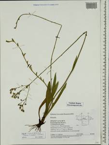 Ястребиночка крупноволосая (Borbás) Soják, Восточная Европа, Центральный район (E4) (Россия)