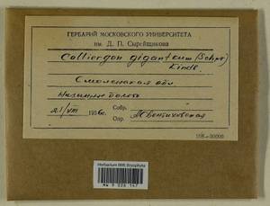 Calliergon giganteum (Schimp.) Kindb., Гербарий мохообразных, Мхи - Центральное Нечерноземье (B6) (Россия)
