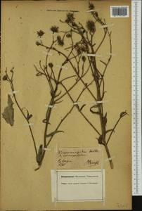 Hieracium laevigatum subsp. rigidum (Hartm.) Celak., Западная Европа (EUR) (Германия)