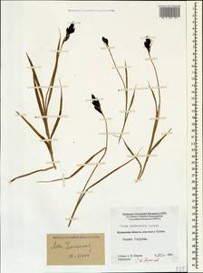 Carex aterrima subsp. medwedewii (Leskov) T.V.Egorova, Кавказ, Ставропольский край, Карачаево-Черкесия, Кабардино-Балкария (K1b) (Россия)