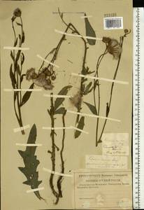 Бодяк полевой, Розовый осот (L.) Scop., Восточная Европа, Центральный район (E4) (Россия)