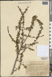 Спирея зверобоелистная, Таволга зверобоелистная L., Средняя Азия и Казахстан, Западный Тянь-Шань и Каратау (M3)