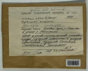 Ptilidium ciliare (L.) Hampe, Гербарий мохообразных, Мхи - Красноярский край, Тыва и Хакасия (B17) (Россия)