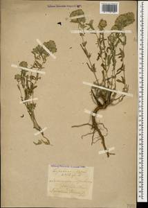 Дубровник белый, Дубровник беловойлочный L., Кавказ, Азербайджан (K6) (Азербайджан)