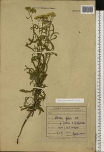 Тысячелистник мелкоцветковый Willd., Восточная Европа, Центральный лесостепной район (E6) (Россия)