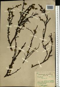 Березка карликовая L., Восточная Европа, Северный район (E1) (Россия)