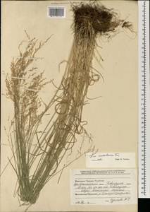 Мятлик урсульский Trin., Монголия (MONG) (Монголия)