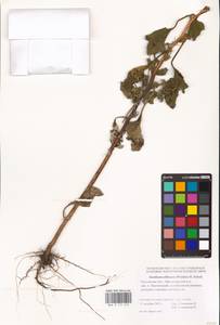 Xanthium orientale var. albinum (Widd.) Adema & M. T. Jansen, Восточная Европа, Ростовская область (E12a) (Россия)
