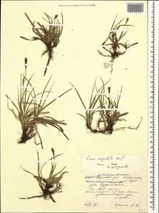 Carex flacca subsp. erythrostachys (Hoppe) Holub, Кавказ, Северная Осетия, Ингушетия и Чечня (K1c) (Россия)