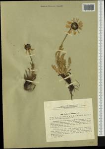 Tanacetum pulchellum Sch. Bip., Сибирь, Западный (Казахстанский) Алтай (S2a) (Казахстан)